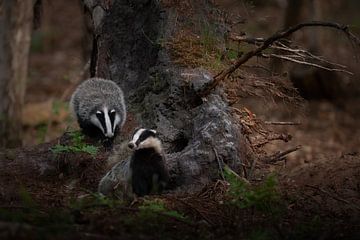 Badgers with young on the castle by Erwin Stevens
