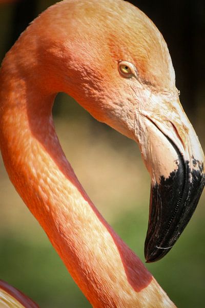Flamingo van Suzanne Schoepe