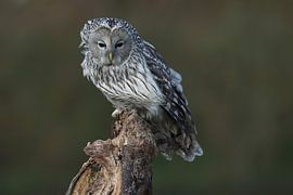 Ural Owl (Strix uralensis) by Ronald Pol