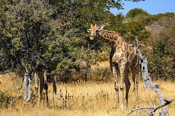 Giraffes in the Namibian Savannah by Roland Brack
