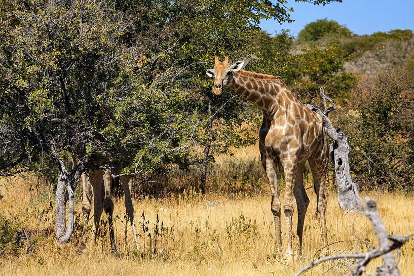 Giraffen in der Savanne von Namibia von Roland Brack