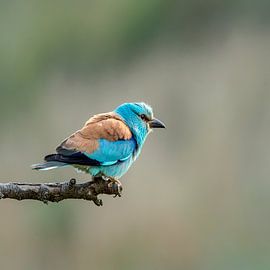 Rouleau, Coracias garrulus.