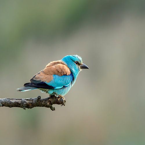 Scharrelaar, ( Engels European Roller), Coracias garrulus.