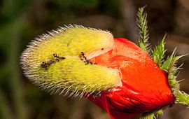 mieren melken de bladluizen von mick agterberg