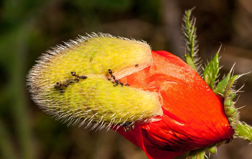 mieren melken de bladluizen by mick agterberg