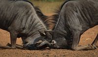 vechtende wildebeest van Ed Dorrestein thumbnail
