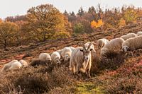 Buck in sheep herd on the Veluwe