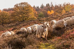 Daim dans un troupeau de moutons sur la Veluwe sur Mayra Fotografie