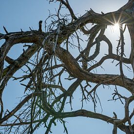 Kronkelige takken van een gestorven boom met zonnestralen van Erwin van Eijden