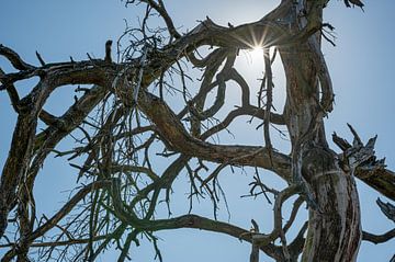 Kronkelige takken van een gestorven boom met zonnestralen van Erwin van Eijden