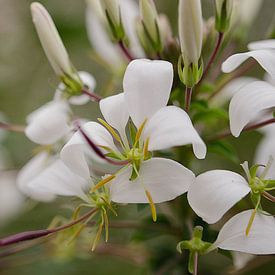 white flowers von Eugene Lentjes