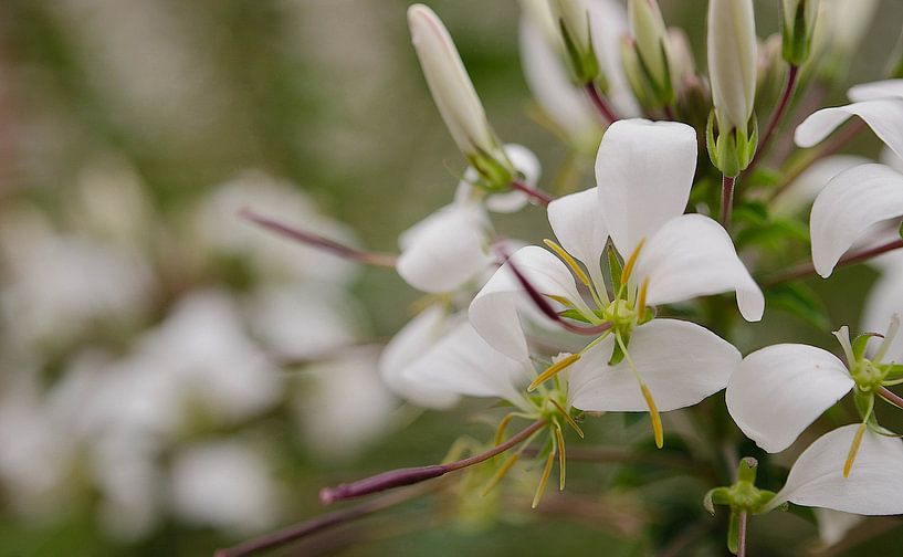 white flowers by Eugene Lentjes