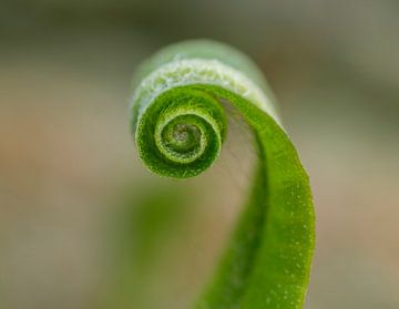 Curly green (Opgerold blad van een Varen) van Birgitte Bergman
