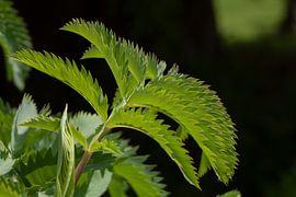 Honingbloem macrofoto van DafnePhoto