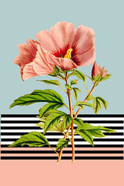Hibiscus rose