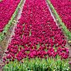 Een paars bloemen bed van tulpen van Martijn Tilroe
