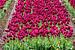 Een paars bloemen bed van tulpen van Martijn Tilroe