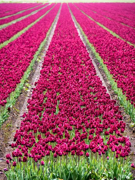 A purple flower bed of tulips by Martijn Tilroe