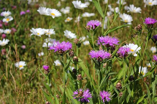 Wild flowers by Ostsee Bilder