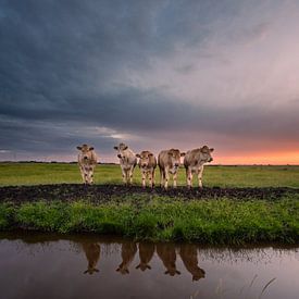 Oerhollandse Koeien van Jolanda de Leeuw