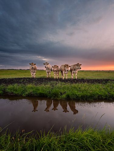 Vaches néerlandaises primitives