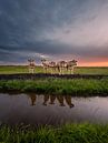 Oerhollandse Koeien van Jolanda de Leeuw thumbnail