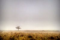 Boslandschap, Prattenburgse Bos, Veenendaal/Overberg