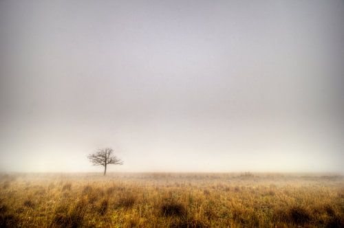 Boslandschap, Prattenburgse Bos, Veenendaal/Overberg von Jeroen Bos