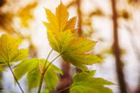 Herfstbladeren groenbruin 