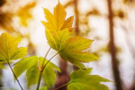 Herfstbladeren groenbruin 