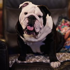 Englische Bulldogge von F. van extergem