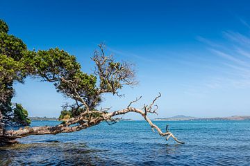 Schöne Bucht auf Waiheke Island, Neuseeland von Troy Wegman