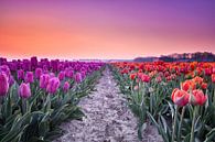 Paarse en Rode tulpen tijdens zonsopkomst van Ruud van der Aalst thumbnail