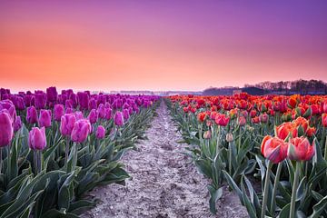 Purple and red tulips during sunrise