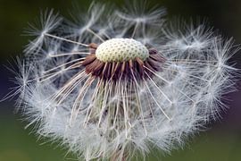 pure and simple 2 von Luchiena Heine