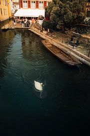 Zwaan op het kanaal | Colmar, Frankrijk | Fine Art-reisfotografie van Natural Idde