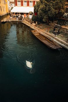 Schwan auf dem Kanal | Colmar, Frankreich | Fine Art Reisefotografie