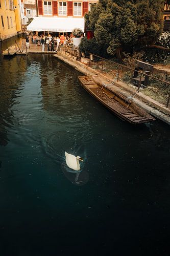 Schwan auf dem Kanal | Colmar, Frankreich | Fine Art Reisefotografie