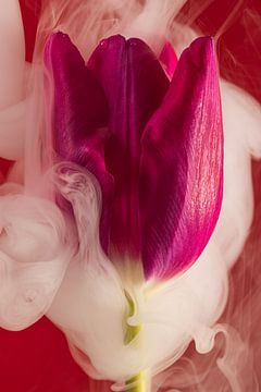 Rot mit fuchsienrosa Tulpe: Von Rauch umhüllt