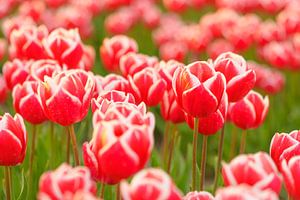 Felder mit blühenden roten Tulpen bei Sonnenuntergang in Holland