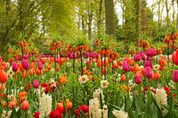 Série Keukenhof - splendeur florale colorée