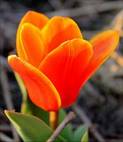 Tulp