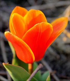 Tulp by Rick van Zelst