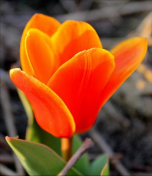 Tulp sur Rick van Zelst