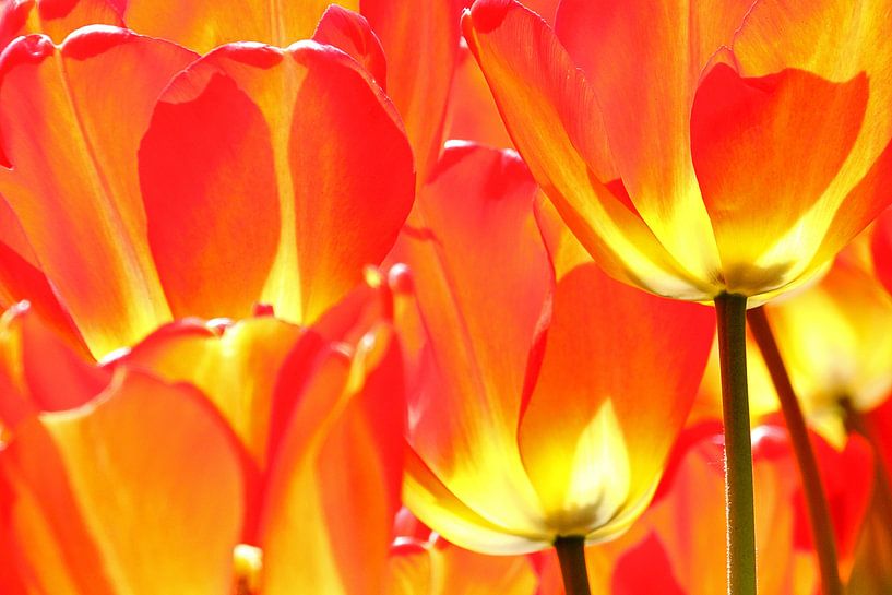 Flaming Tulips by Antwan Janssen