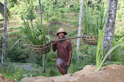 Indonesië: Javaanse arbeider