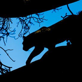 Silhouet van een Luipaard van Sharing Wildlife