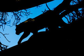 Silhouet van een Luipaard van Sharing Wildlife