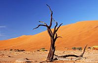 Dead Vlei Namibia van W. Woyke thumbnail