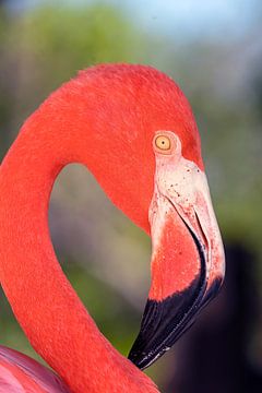 Flamingo van Humphry Jacobs